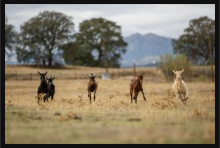 animales libres corriendo